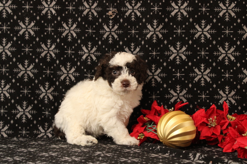 puppy, for, sale, Toy Poodle, Matthew B. Stoltzfus, dog, breeder, Gap, PA, dog-breeder, puppy-for-sale, forsale, nearby, find, puppyfind, locator, puppylocator, aca